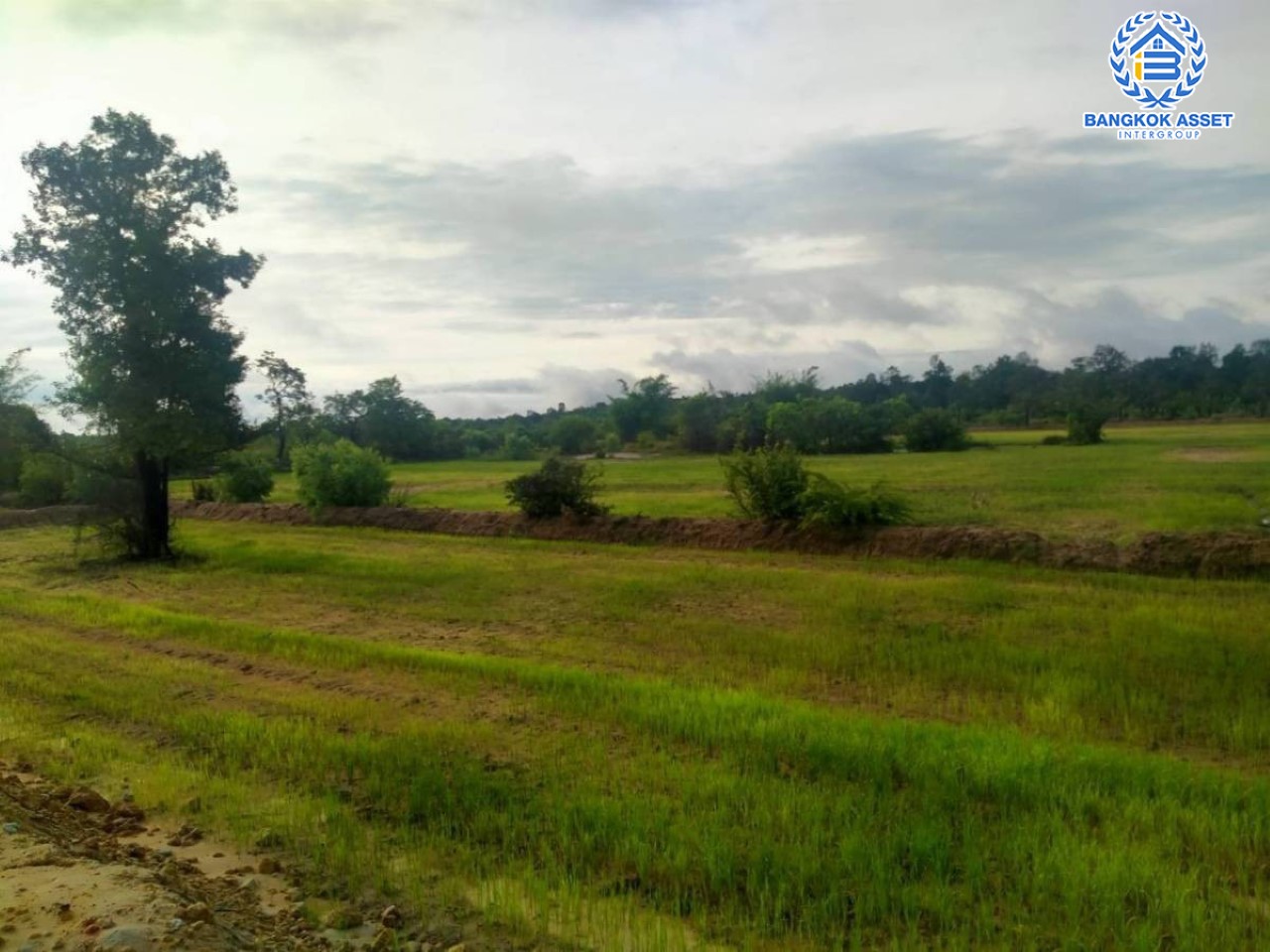 *****ที่นา เขื่อนคำแก้ว บนเนื้อที่กว้าง 16 ไร่ 2 (งาน) 34 ตร.ว. ที่ดินติดถนนชนบท ใกล้แหล่งชุมชน จะซื้อสำหรับสร้างที่อยู่อาศัย หรือลงทุนในอนาคตก็คุ้มสุดๆ อนาคตราคาพุ่งแน่นอน เชื่อมต่อถนนยโสธร-อุบลราชธานี